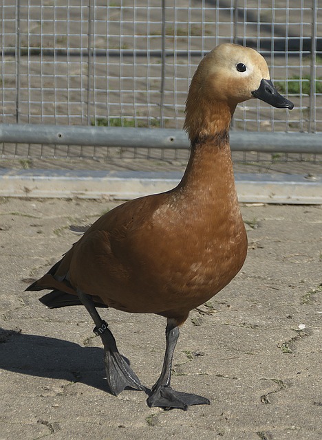 除了友谊赛